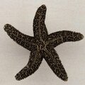 Acorn Mfg Artisan Collection Natural Starfish Knob, Antique Brass DPKAP